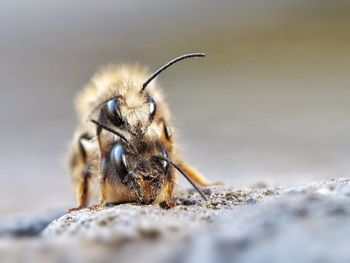 Close-up of bee on rock