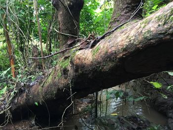Fallen tree in forest