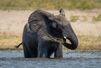 African elephant stands washing grass in water