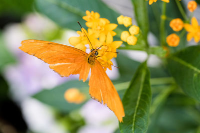Close-up of butterfly on orange flower