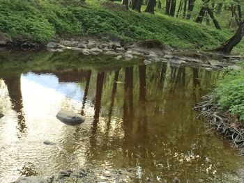 Reflection of trees in lake