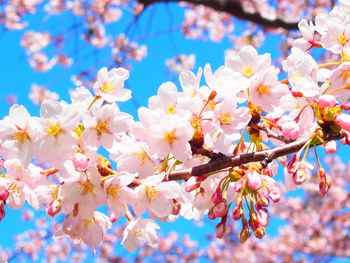 Cherry blossoms in spring