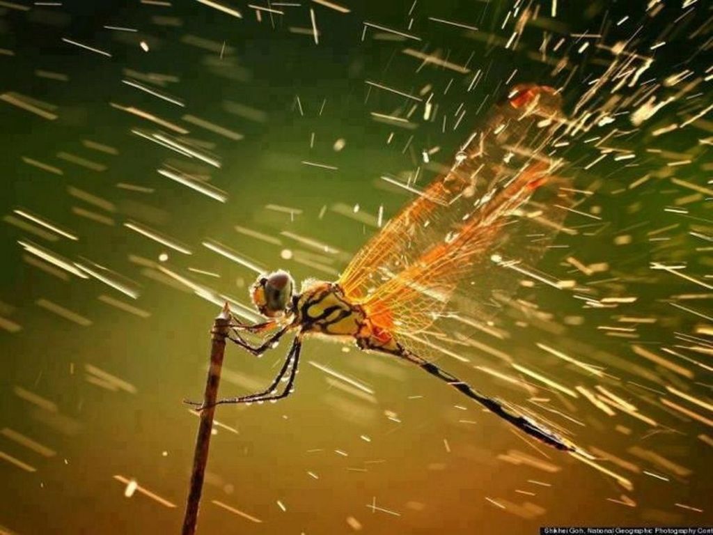 animal themes, spider web, animals in the wild, spider, one animal, wildlife, insect, spinning, web, close-up, water, focus on foreground, nature, outdoors, no people, full length, day, fragility, complexity, zoology