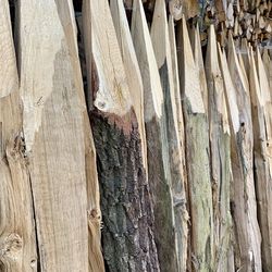 Full frame shot of tree trunk in forest