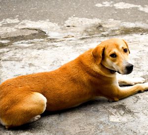 View of a dog looking away