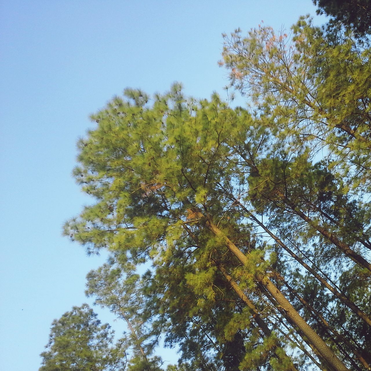 tree, low angle view, clear sky, growth, branch, tranquility, nature, beauty in nature, green color, tree trunk, sky, blue, day, tranquil scene, scenics, sunlight, outdoors, forest, no people, lush foliage