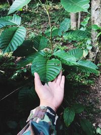 Cropped hand of woman touching plants