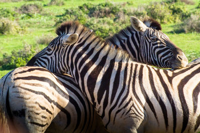 Close-up of a zebra