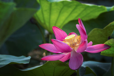 Beautiful lotus flower