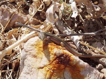 Close-up of dried leaves