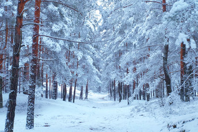 Snow covered land and trees in forest