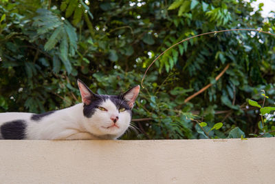 Cat resting on a fence with a tree background