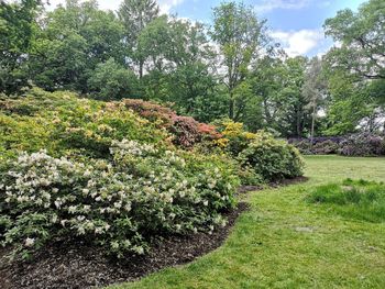 View of flowering plants on land against trees