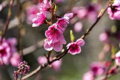 Close-up of pink cherry blossom