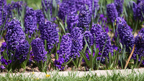 Close-up of purple crocus flowers on field