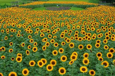 Scenic view of sunflower field