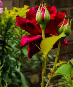 Close-up of red flowers blooming outdoors