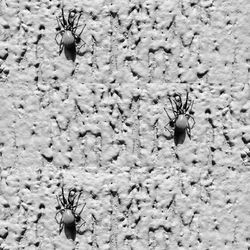 High angle view of insect on ground