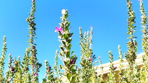 Low angle view of wildflowers against blue sky
