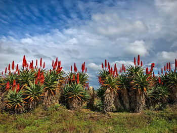 Red cactus plants against sky