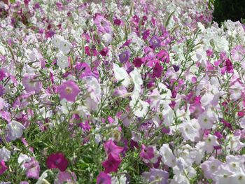 Close-up of pink flowers