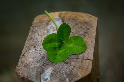 High angle view of leaf on wood