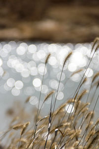 The quiet and beautiful sparkling lake and the dry grass on the shore