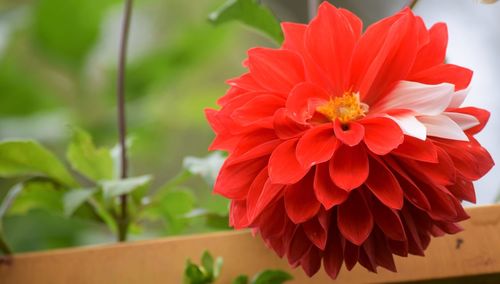 Close-up of red dahlia flower