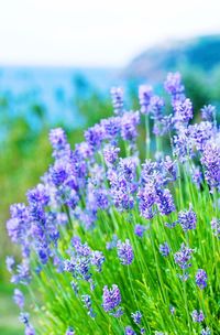 Close-up of purple flowers in field
