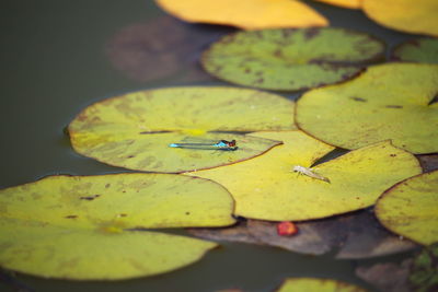 High angle view of yellow leaf floating on lake