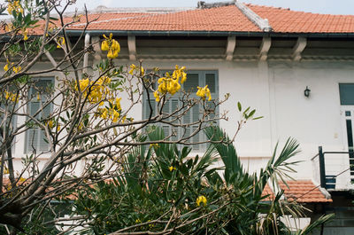 Plants growing outside building