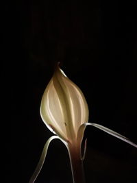 Close-up of flower over black background