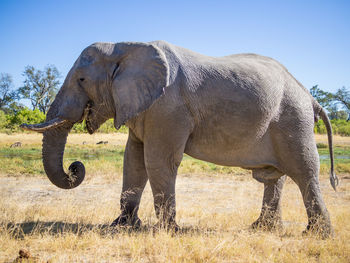 Elephant standing on field against clear sky