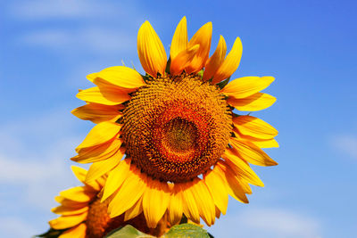 Close-up of sunflower against sky