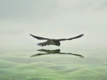 Reflection of eagle flying against cloudy sky in water