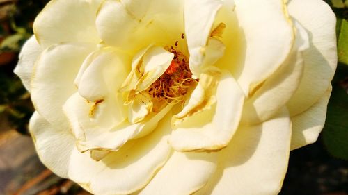 Close-up of white rose blooming outdoors