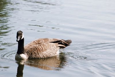 Canada goose swimming in lake