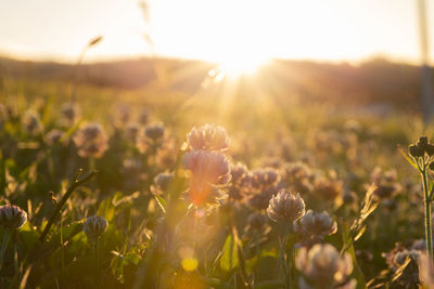 Close-up of flowering plants on field against bright sun