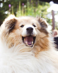 Close-up portrait of a dog