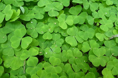 Full frame shot of wet leaves