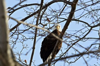 Eagle, hudson  valley ny
