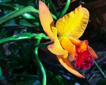 Close-up of day lily blooming outdoors