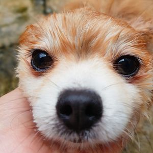 Close-up portrait of puppy