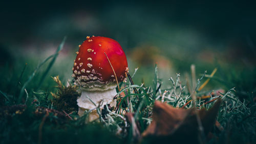 Close-up of mushroom growing on field