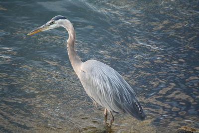 High angle view of gray heron in lake