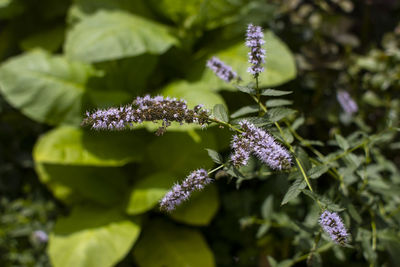 plant