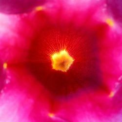 Close-up of pink flower