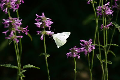 Close-up of butterfly pollinating on purple flower