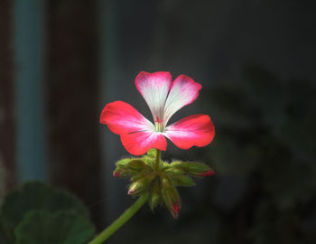 Close-up of pink flowering plant