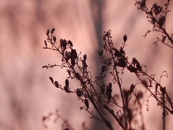 Close-up of plant against sky